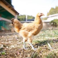 /200/148125.jpg